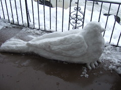 Snow Pigeon