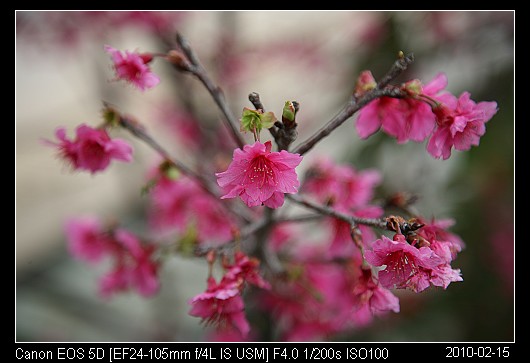 20100215櫻花盛開