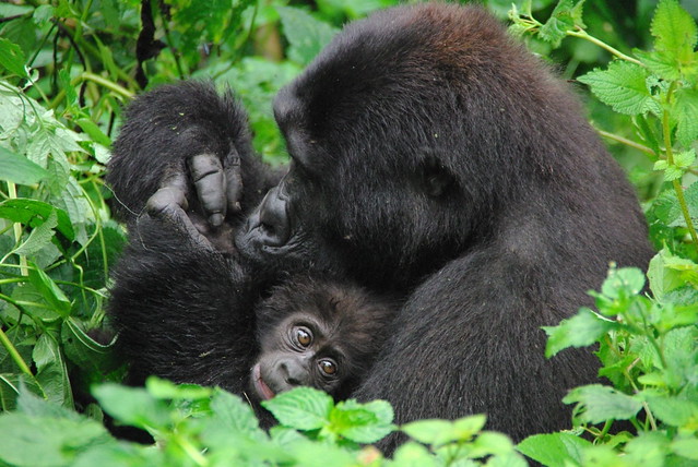 Mountain Gorilla's of Bwindi Impenitrable Forest