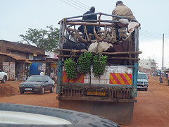 Ankole Cattle Truck, Kampala, Uganda