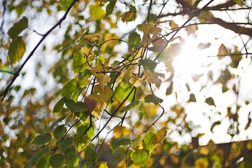 Sun Through Leaves