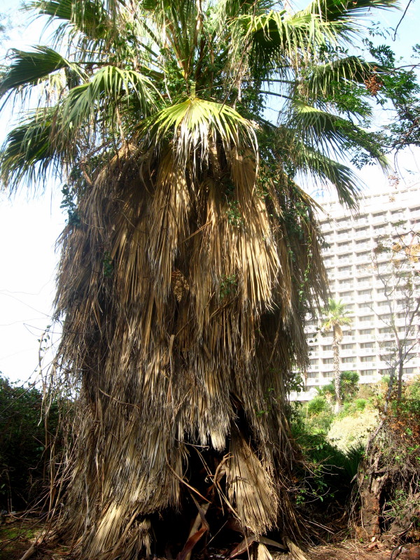7-11-2009-palm-tree-hut