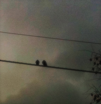 crows against the gloom