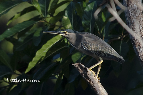I know a little Heron by you.