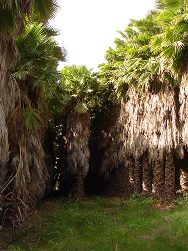 Date palm grove 2