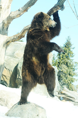 MN zoo brown bear dance