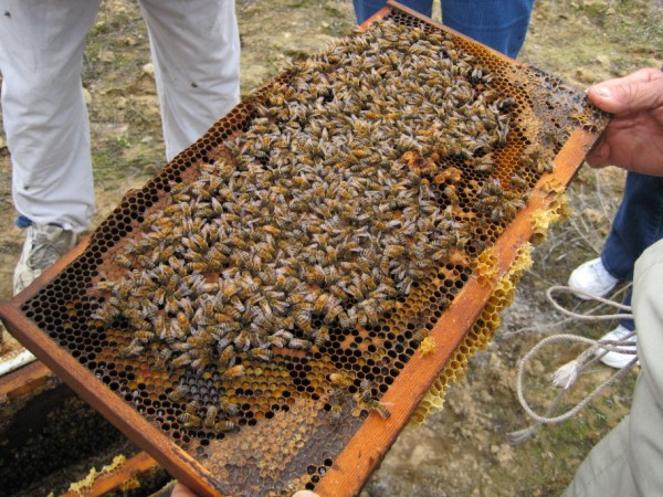 beekeeping 046 (600 x 450)