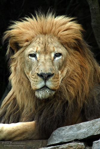 Lion Sits for His Portrait at the Philadelphia Zoo