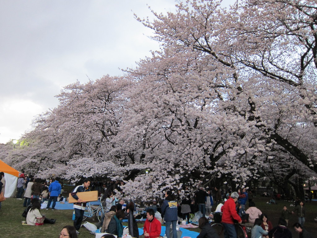 Koganei Park Sakura Matsuri