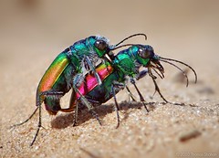 Mating Festive Tiger Beetles (Cicindela scutellaris)