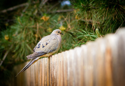 Morning Dove: 35.365 #TeamPhotoBlog by dhgatsby