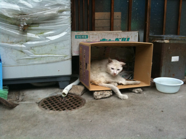 Today's Cat@2011-06-20