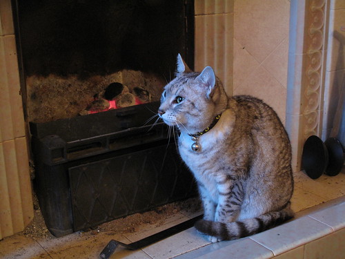 Cat by the fire on a cold winter morning.