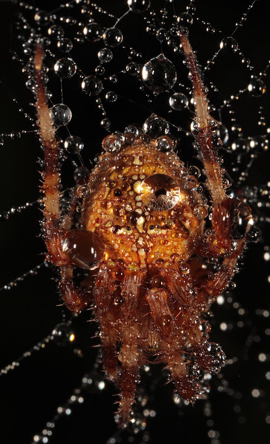 Cross Spider (Araneus diadematus)