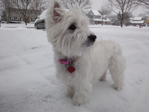 Snowy Maggie