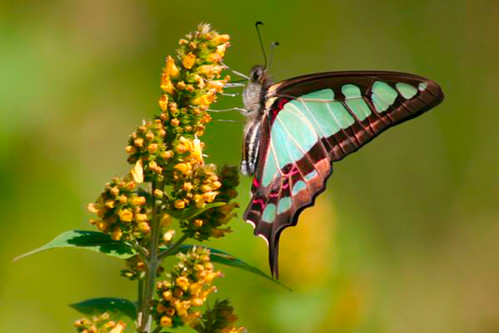 Swallowtail by James