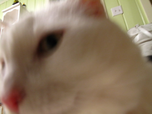 Nilla sniffs my camera.