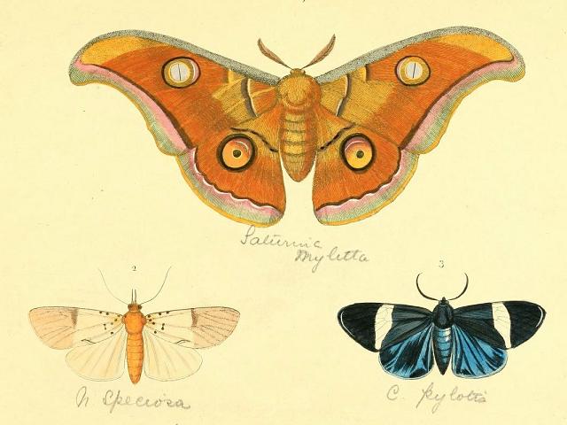 Plate showing moth illustrations from Illustrations of exotic entomology