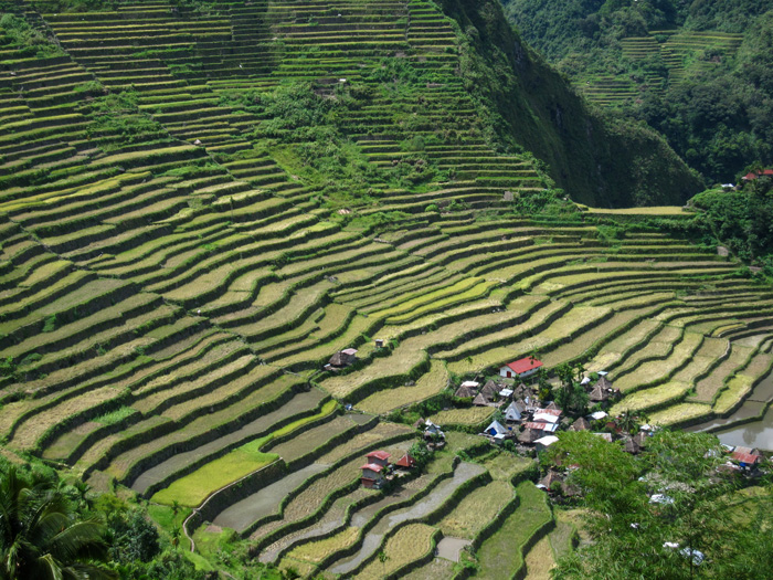 Terraces of rice at Batad, Philippines