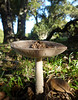 grisette mushroom - amanita vaginata