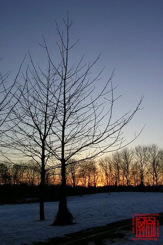 Winter trees II