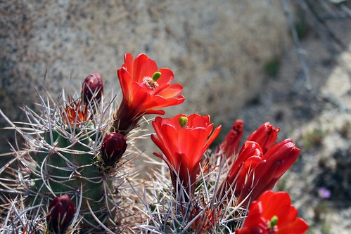 Joshua Tree cactus flower