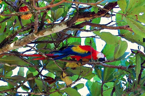 Costa Rica_macaw