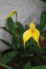 Yellow Masdevallia Orchid