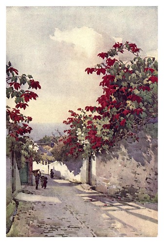 008-Flores de Pascua en una carretera de montaña en Madeira-The flowers and gardens of Madeira - Du Cane Florence 1909