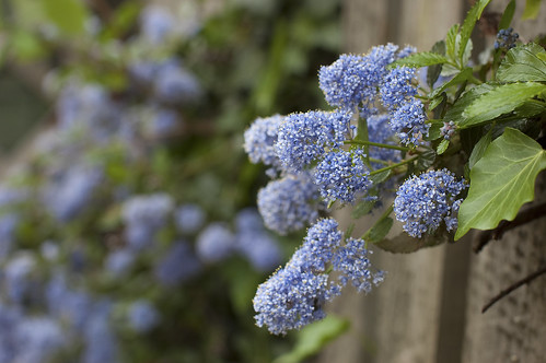 Blue Fence Flowers