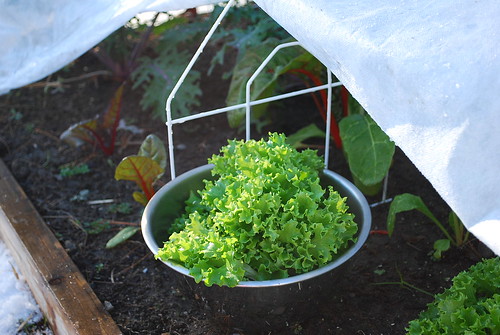 Harvesting winter lettuce