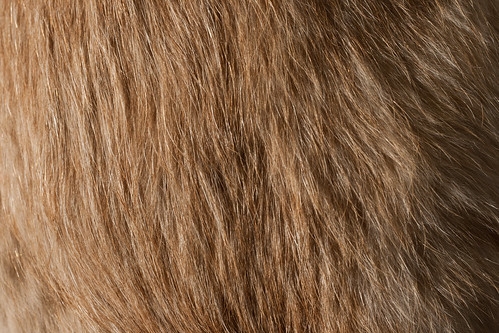 Texture: Brown and Furry