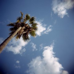 palm and clouds