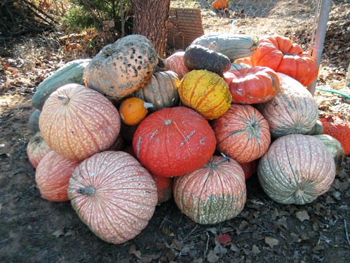pumpkins/gourds to compost