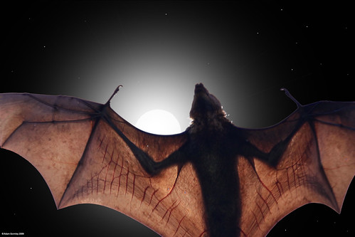 Flying Fox - Bat