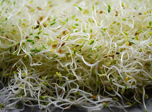 Finished Alfalfa Sprouts