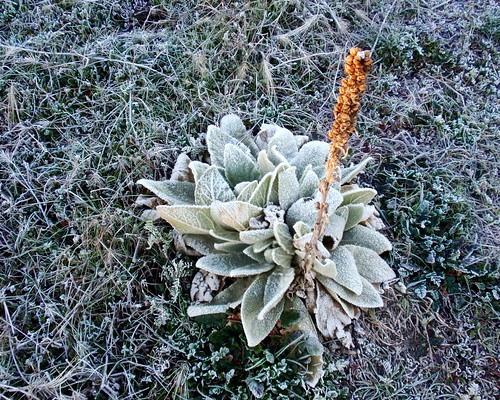 Frost Plant