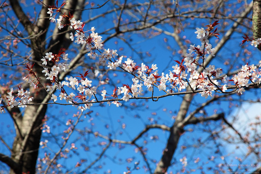 Einstein S Blog Kyoto Japan 桜の降りしきる京都 Vol 1 4 平安神宮