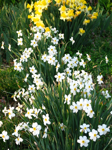 Poet's daffodils