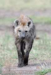 Spotted Hyena, Maasai Mara, Kenya