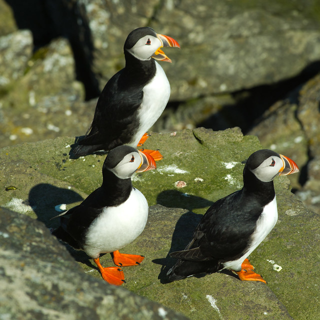 Puffins (1 of 4)