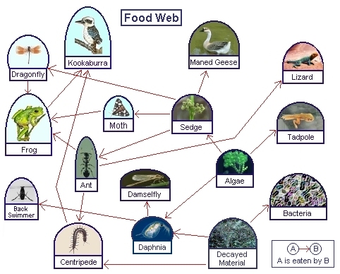 Lecture 16: Food Webs & Trophic Levels Revisited - Nre509