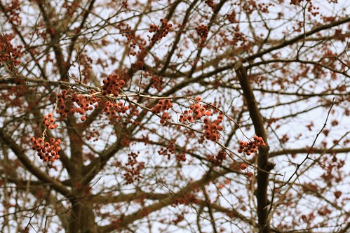 winter berries 2