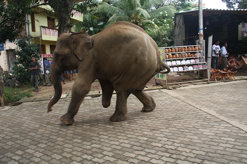 A three legged elephant that stood on a landmine, Pinnawela Elephant Orphanage, Sri Lanka