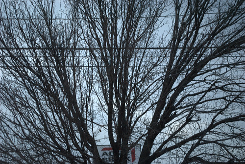 branches and wires