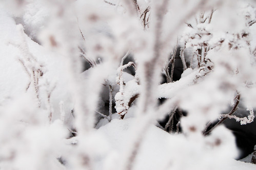 Extremely frosty winter (Photo by iHanna - Hanna Andersson)