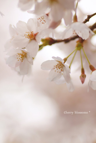 桜 vol.1