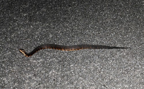 cottonmouth1