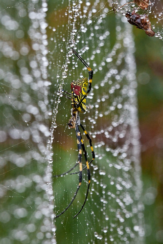 Spider and Droplets (by niklausberger)