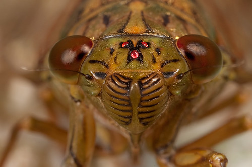 it's always good to look close 12 - Cicadas